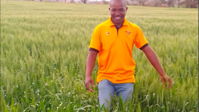 Interview With Masimba Maimba , Young Zimbabwean Commercial Farmer