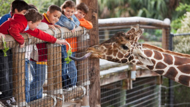 The National Zoo