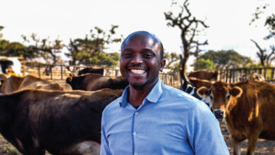 Livestock Wealth Aims To Change How South Africans Invest