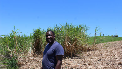 How Second Generation Sugar Cane Farmer Is Keeping His Father’s Legacy Alive