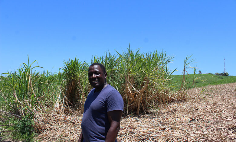 How Second Generation Sugar Cane Farmer Is Keeping His Father’s Legacy Alive