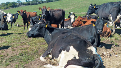 Young Farmer Turned A Failed Land Reform Project Into A Profitable Dairy Farm