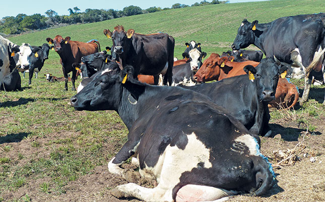 Young Farmer Turned A Failed Land Reform Project Into A Profitable Dairy Farm