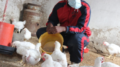 Young Farmer Receives Over R40 000 In Donations In 3 Days After Losing R50 000 Worth Of Broilers