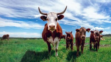 Imfuyo Technologies Aims To Provide Smart Farming Solutions