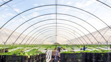 How Cultura Fresh Is Using Hydroponic Technology To Deliver Fresh Produce To Its Clients