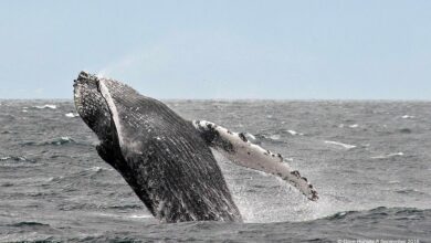 How Simonstown Boat Company Became The Only Whale Watching Start-Up To Be Licensed In Simon’s Town