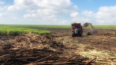 Retail Giant Shoprite Partners With SA Canegrowers To Prioritise Locally Produced Sugar