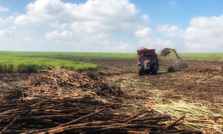 Retail Giant Shoprite Partners With SA Canegrowers To Prioritise Locally Produced Sugar