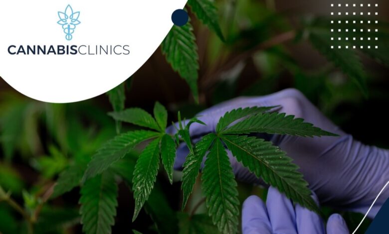 RecoMed Partners With Cannabis Clinics In Order To Launch South Africa’s First Online Cannabis Clinic