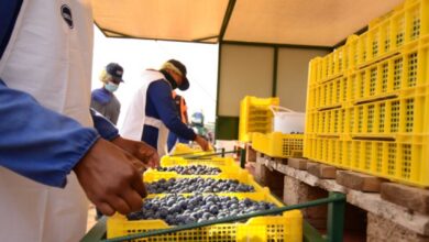 IFC, FMO Invest In United Exports Ltd To Create Jobs, Strengthen South Africa’s Blueberry Sector