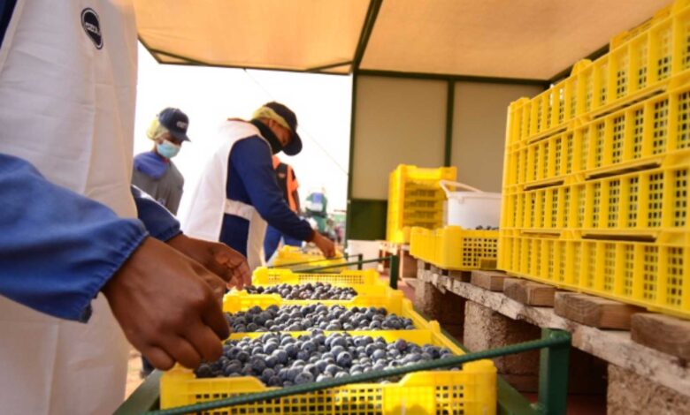 IFC, FMO Invest In United Exports Ltd To Create Jobs, Strengthen South Africa’s Blueberry Sector