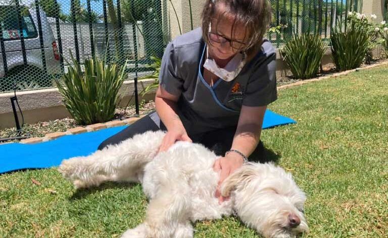 How Pet Wellness Worx Aims To Be The Leader In Pet Rehabilitation In South Africa