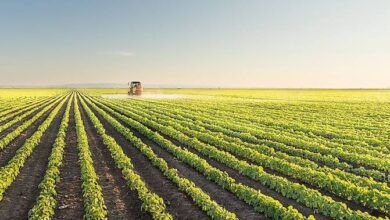 RMB Launches The Agri Harvest Platform To Provide A Sustainable Finance Solution For The Agricultural Sector