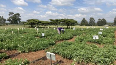 Solynta And RegenZ Partner To Bring Hybrid Potatoes To South Africa