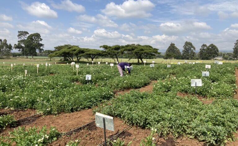 Solynta And RegenZ Partner To Bring Hybrid Potatoes To South Africa