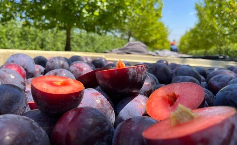 Oppy Expands South African Plum Portfolio In Second Season
