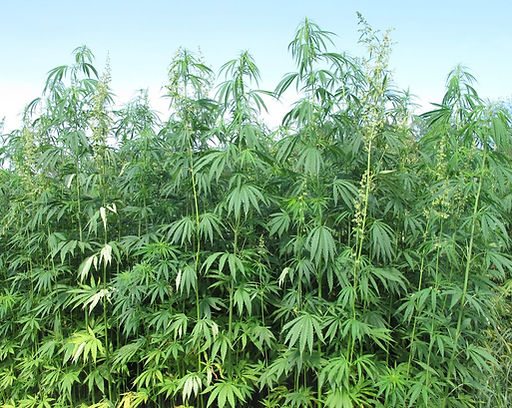 How Hemp Solutions Aims To Utilize Science To Advance Natural Hemp Products