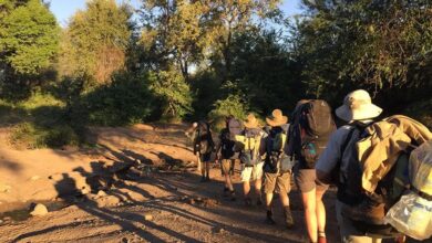 Ecotraining And Londolozi Focus On Guides' Walking Skills Development