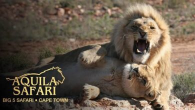 Aquila Private Game Reserve Receives Prestigious Halal In Travel Award For Best Muslim-friendly Game Reserve