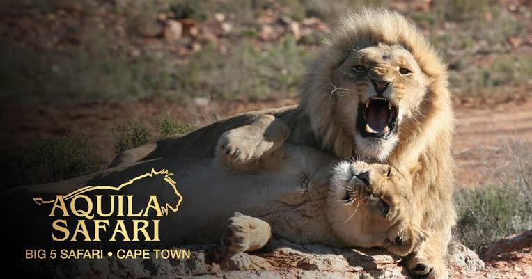 Aquila Private Game Reserve Receives Prestigious Halal In Travel Award For Best Muslim-friendly Game Reserve
