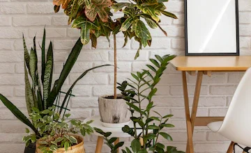 How to start a Interior plant design and maintenance in South Africa