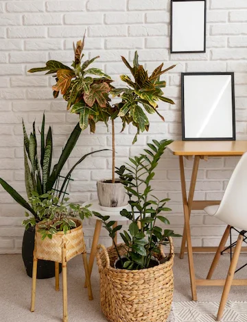 How to start a Interior plant design and maintenance in South Africa