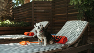 Southern Sun Expands SunPet Offering With Two Additional Pet-Friendly Hotels