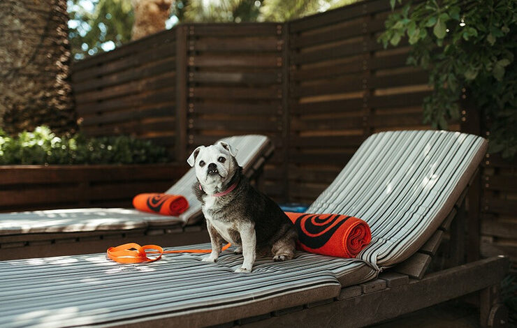 Southern Sun Expands SunPet Offering With Two Additional Pet-Friendly Hotels