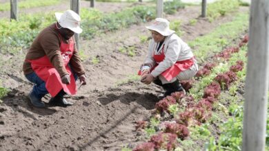 Mitchells Plain Garden Blossoms After Receiving Over 3 Million Seeds