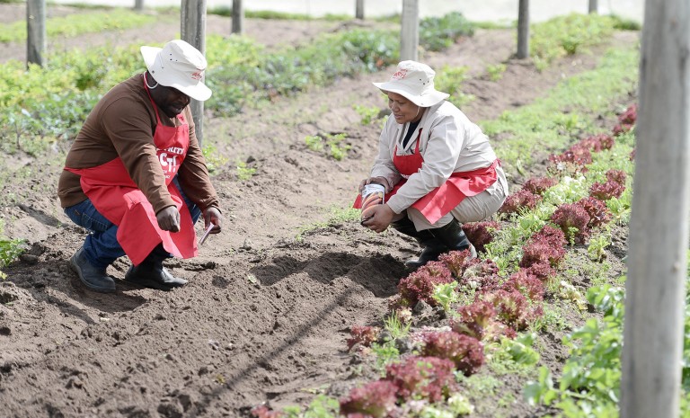 Mitchells Plain Garden Blossoms After Receiving Over 3 Million Seeds