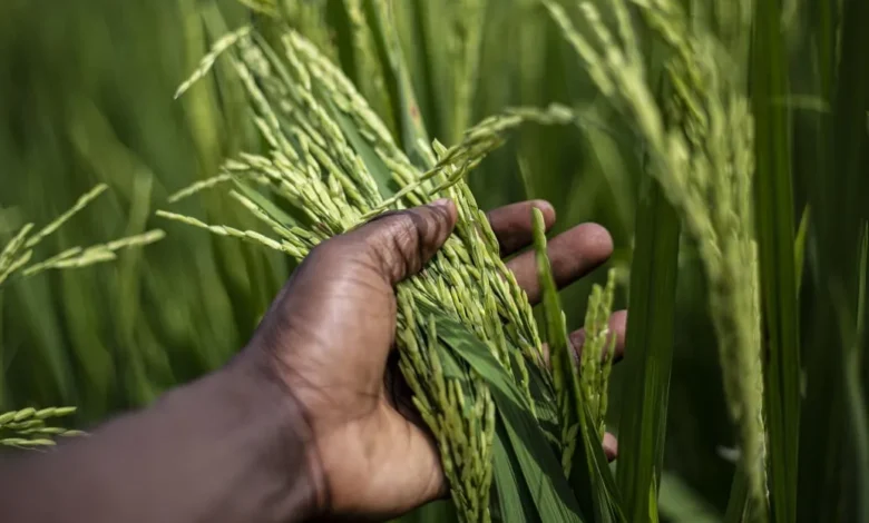 Nedbank Partners With African Greeneurs To Empower 20 Young Agripreneurs