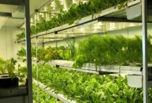 How SA StartUp AgriLED Offers Controlled Environment Agriculture Solutions
