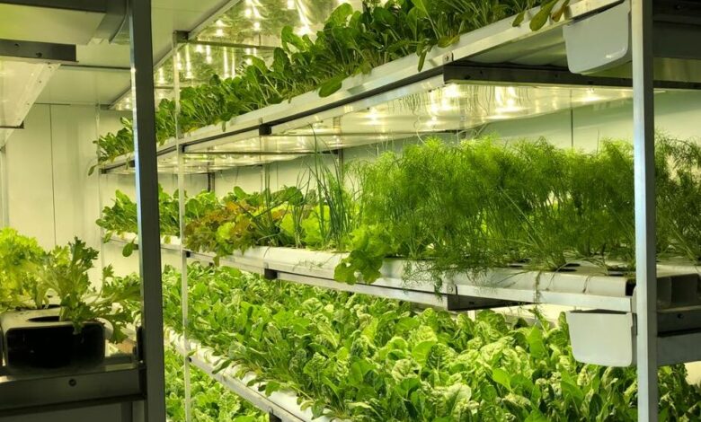How SA StartUp AgriLED Offers Controlled Environment Agriculture Solutions