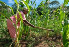 How Mercy’s Company Seeks To Empower Women Through Agriculture
