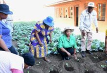 Township Agriculture Programme Launched To Address Food Insecurity
