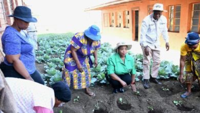 Township Agriculture Programme Launched To Address Food Insecurity